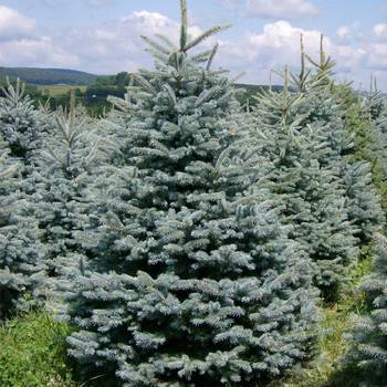 Ель колючая Picea pungens 'Glauca Misty Blue'